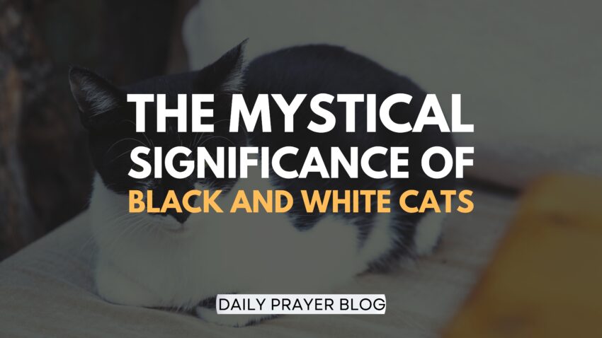 spiritual meaning of Black and White Cats 2023