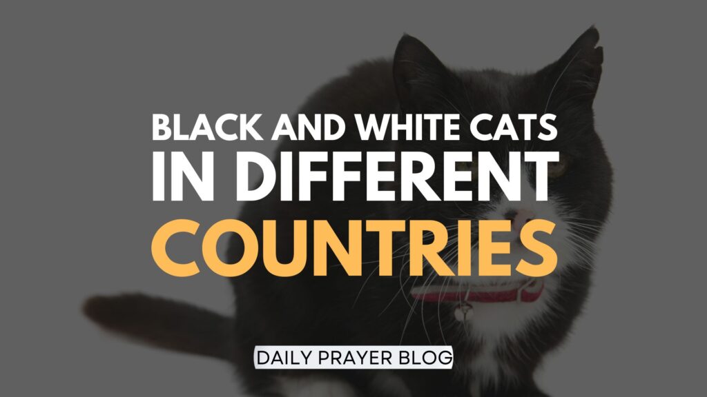 symbolic significance of Black and White Cats in Different Countries