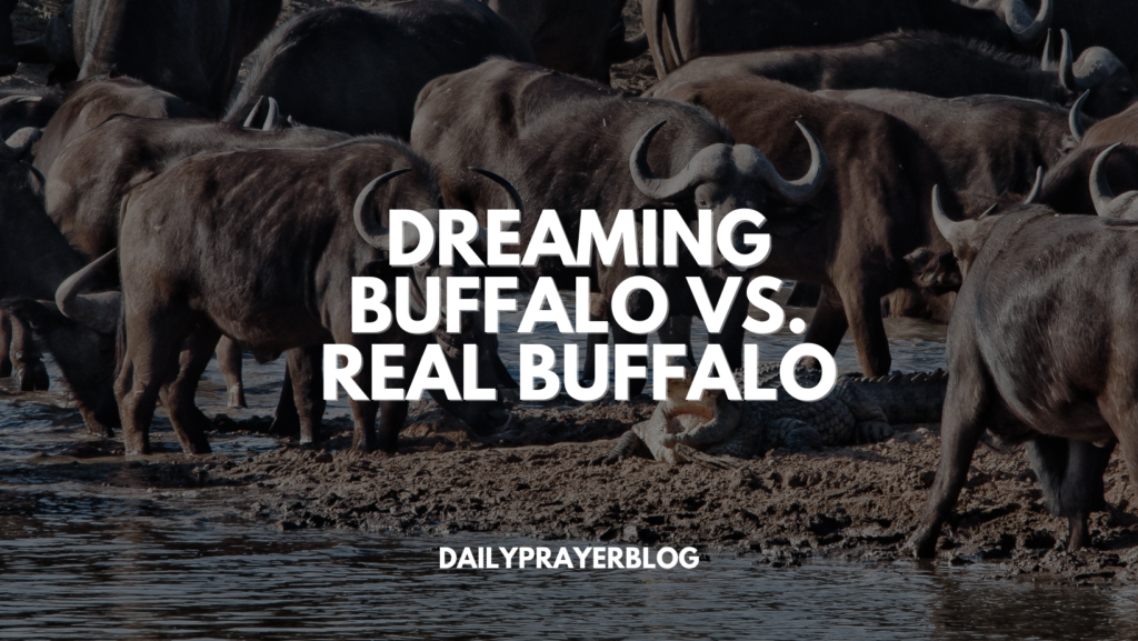Dreaming Buffalo vs. Real Buffalo