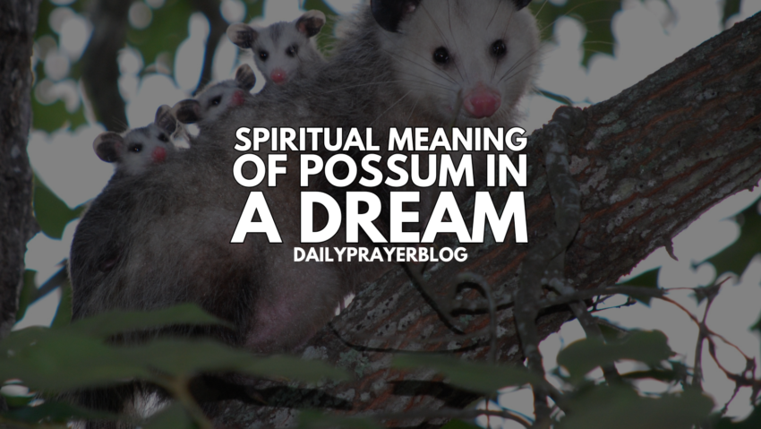 Spiritual Meaning Of Possum In A Dream