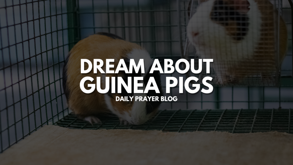 Dream about Guinea Pigs